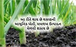 આ રીતે થાય છે લસણની આધુનિક ખેતી, મબલખ ઉત્પાદન મેળવી શકાય છે