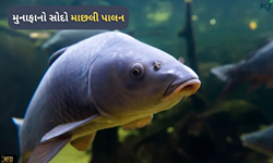 Business Tips:  ઝડપથી વિકાસ પામી રહેલી માછલીની ખેતી થકી કરો લાખોની કમાણી