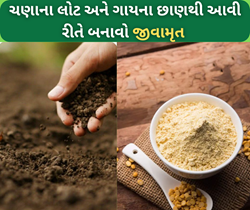 મોંઘા ખાતરથી છો પરેશાન, તો આવી રીતે ઘરે બનાવો ચણાના લોટ અને ગાયના છાણથી જીવામૃત 