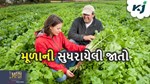 આ છે મૂળાની એવી સુધરાયેલી જાતો, જેના વાવેતર કરવાથી મળશે અઢળક ઉત્પાદન
