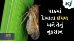 ક્રોમાફેનોઝાઇટ (એક નવીનતમ કીટનાશક)