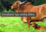 મફત કામધેનું યોજના: આ યોજનામાંથી કામધેનું મફતમાં મળશે, સંભાળ માટે 900 રૂપિયા મળશે