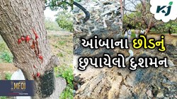 Mango Farming: આંબાના છોડનું છુપાયેલો દુશ્મન છે આ ઈચળ, ખેડૂતો સાથે રમે છે સંતાકુકડી 
