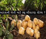 બટાકાની ખેતી માટે ક્યા પ્રકારનું બીજ પસંદ કરવુ ? જાણો, આ લેખમાં 