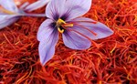 Saffron Farming: હવે પોતાના ઘરમાં કરો કાશમીરી કેસરની ખેતી, અઢળક ઉત્પાદન સાથે મળશે મોટી આવક