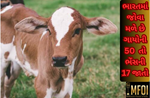 Cow Breed: ભારતમાં જોવા મળે છે ગાયની 50 જાતો, પરંતુ આ 5 છે બેસ્ટમ બેસ્ટ