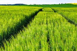 Barley Cultivation  જવની ખેતી - જવની ખેતીની જાતો, કાળજી અને ઉપજ જાણો