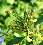 તુવેરના પાકમાં આવતા રોગોના નામ અમે તેની ઓળખ 