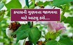 કપાસની ગુણવત્તા જાળવવા માટે આટલુ કરો....