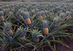 Pineapple farming: જાણો ભારતમાં અનાનસની સૌથી લોકપ્રિય જાતો વિશે, ઉગાડો અને કમાવો