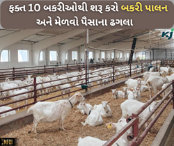 ઘરે પૈસાના ઢગલા જોઈએ છે તો કરો બકરી પાલન, ફક્ત 10 બકરીઓથી આમ કરો શરૂઆત