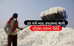 રાજકોટના માર્કેટીંગ યાર્ડમાં કપાસનનો 25 વર્ષ જૂનો રેકોર્ડ તૂટ્યો જાણો, કેટલા રહ્યા ભાવ ?