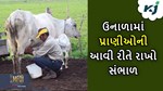 કાળઝાળ ઉનાળમાં આવી રીતે રાખો પ્રાણીઓની સંભાળ, 7 દિવસમાં દૂધ ઉત્પાદનમાં થશે વધારો