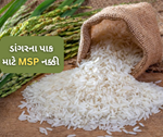 Rice Price: બફર સ્ટ્રોક માટે આટલો ડાંગર ખરીદશે સરકાર, એમસપી પણ કરવામાં આવી નક્કી