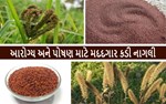 શરીરને ભરપૂર પોષકતત્ત્વો આપતું હલકાં ધાન્ય એટલે- નાગલી