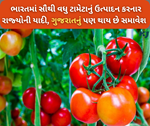 આ છે ટામેટાના ઉત્પાદન કરનાર ટોચના રાજ્ય, ગુજરાતનું પણ થાય છે સમાવેશ