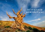 વિશ્વનું સૌથી જૂનું વૃક્ષ જે છેલ્લા 4851 વર્ષથી ઉભું છે જાણો ક્યાં આવેલ છે આ વૃક્ષ