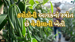 વ્યવસાય કરતા પણ વધુ નફાકારક છે વેનીલાની ખેતી, દર વર્ષે થશે કરોડોની આવક 