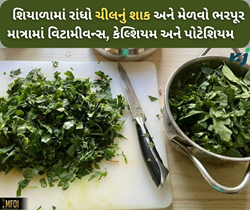 ઘઉંના ખેતરમા દેખાતી ચીલની ભાજી છે ગુણકારી, કિડની ઇન્ફેક્શન ચપટી વગાડતા પતાવી દેશે 