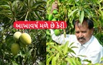 સફળ ખેડૂત- વિકસાવી કેરીની નવી વિવિધતા.આપે છે આખાવર્ષ ફળ