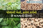 ચોળીની ખેતી કેવી રીતે કરવી, જાણો વિવિધ જાતો અને ખેતીની ખરી પદ્ધતિ