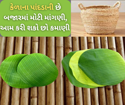 ફ્કત કેળા નહીં તેના પાંદડા પણ તમને આપી શકે છે બમ્પર આવક, બજારમાં છે મોટા પાચે માંગણી 