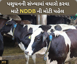 પશુધનની સંખ્યા વધારવા માટે એનડીડીબીની મોટી પહેલ,ખેડૂતોને મળશે ઓછા ભાવે સેક્સ સોર્ટેડ 