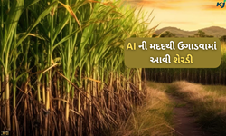 દેશમાં પહેલી વાર એઆઈની મદદ ઉગાડવામાં આવ્યો શેરડીના પાક, જાણો શું આવ્યો પરિણામ 