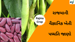 Rajma Crop : રાજમાની વૈજ્ઞાનિક ખેતી પધ્ધતિ જાણો, શાકાહારીઓ માટે પ્રોટીનનો ઉત્તમ સ્રોત