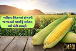 Corn Farming: ઓછા રોકાણમાં મળશે અઢળક ઉત્પાદન, ખરીફ સિઝનમાં આવી રીતે કરો મકાઈનું વાવેતર