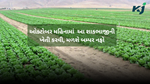October Month for Vegetable Cultivation : શાકભાજીની ખેતી માટે ઓક્ટોબર મહિનો