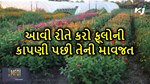 ફૂલોની કાપણી પછી આવી રીતે કરો તેની માવજત