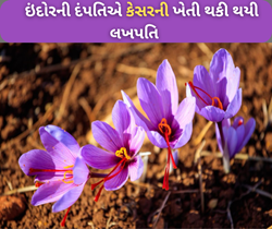 કશ્મીરના મસાલો ઘરમાં ઉગાડ્યો, પતી-પત્નીએ કેસરની ખેતી થકી કરી રહ્યા છે લાખોની કમાણી 