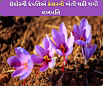 કશ્મીરના મસાલો ઘરમાં ઉગાડ્યો, પતી-પત્નીએ કેસરની ખેતી થકી કરી રહ્યા છે લાખોની કમાણી