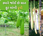 નરેંદ્ર શિવની સફળ ખેતી, સાત ફુટ લાંબી દૂધી ઉગાડીને મેળ્યો સફળ ખેડૂતનું ચંદ્રક