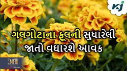 ઓછા સમયમાં આવકમાં વધારો કરવા માંગો છો, ગલગોટાની આ જાતોની કરો વાવણી 