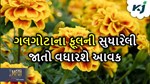 ઓછા સમયમાં આવકમાં વધારો કરવા માંગો છો, ગલગોટાની આ જાતોની કરો વાવણી