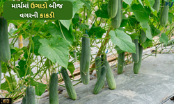બમ્પર કમાણી જોઈએ છે તો માર્ચમાં આ તકનીક થકી કરો બીજ વગરની કાકડીનો વાવેતર