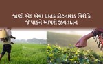 ખેડૂતોને ઉપયોગી બનશે થિયોસાયક્લૅમ હાઇડ્રોજન ઑક્ઝાલેટ – એક નવું કીટનાશક 