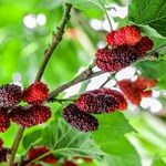 બીજ વગર તમે કયાં ઝાડ વાવી શકો છો તે અંગેની રસપ્રદ માહિતી જાણો