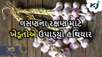 ખેડૂતોએ હાથમાં લીધા હથીયાર, લસણના બજાર ભાવ છે કારણ