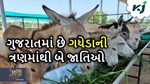 Donkey Farming: સરકાર આપી રહી છે સબસિડી, 75 હજાર લીટર વેચાયે છે દૂધ
