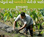 અળવીની ખેતી કરીને કરો લાખોની કમાણી, બજારમાં બટાકાની જેમ થઈ રહી છે માંગણી