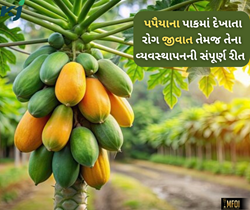 પપૈયાના પાકમાં દેખાતા આ ત્રણ રોગ છે ખતરનાક, કૃષિ નિષ્ણાતોએ જણવ્યું સારવારની રીત 