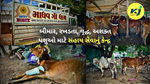 Madhav Gau Dham ભાવનગરના ગારીયાધાર નજીક આવેલ માધવ ગૌ-ધામ કે જ્યાં 950 કરતા પણ વધુ બીમાર, રખડતા,વૃદ્ધ, અશક્ત પશુઓ બળદ માટે સહાયનું કેન્દ્ર 