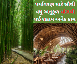 Bamboo: વસ્તુ એક ઉપયોગ અનેક, પર્યાવરણ માટે સૌથી વધુ અનુકૂળ વાંસ બનાવી દેશે કરોડપતિ  