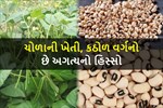 ચોળાની ખેતી માટેનો આ સમય છે સાચ્ચો