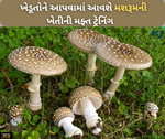 હરિયાણા કૃષિ યૂનિવર્સિટીએ આપશે મશરૂમની ખેતીની મફ્ત તાલીમ, દેશભરના ખેડૂતો લઈ શકે છે ભાગ