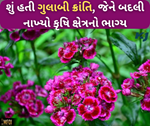 શું તમે ગુલાબી ક્રાંતિના વિશેમાં જાણો છો?  નથી ને તો એક ક્લિકમાં જાણો તેના મહત્વને