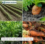 ખેડૂતભાઈઓએ ગાજરની ખેતી સાથે જોડાયેલી આ ખાસ વાતને ધ્યાનમાં લેવી જરૂરી છે